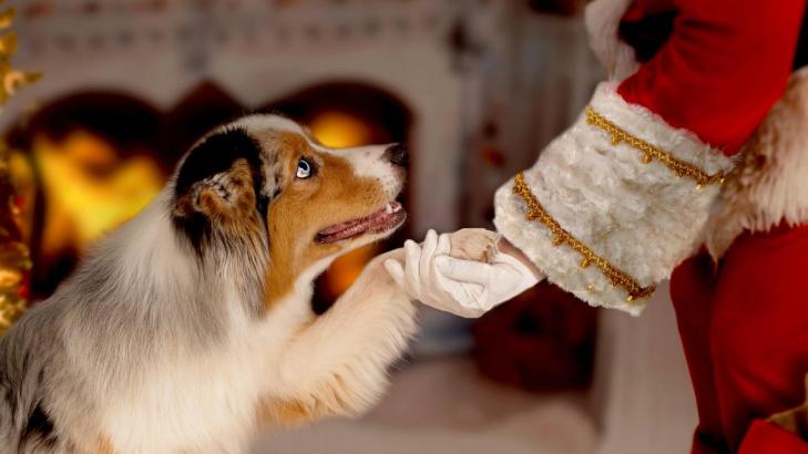 Where to Get Your Pet's Picture Taken With Santa for Free This Weekend