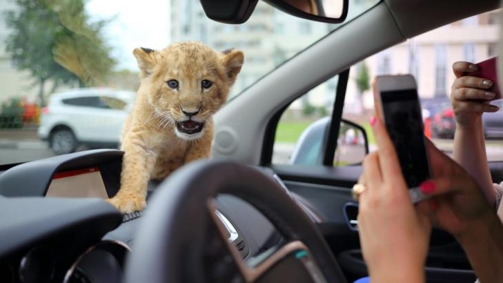 Where to Live If You Want a Pet Lion