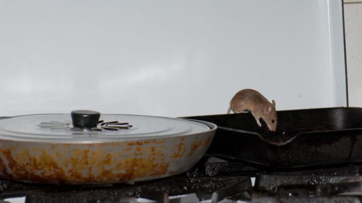 How to Keep Mice From Hiding in Your Oven