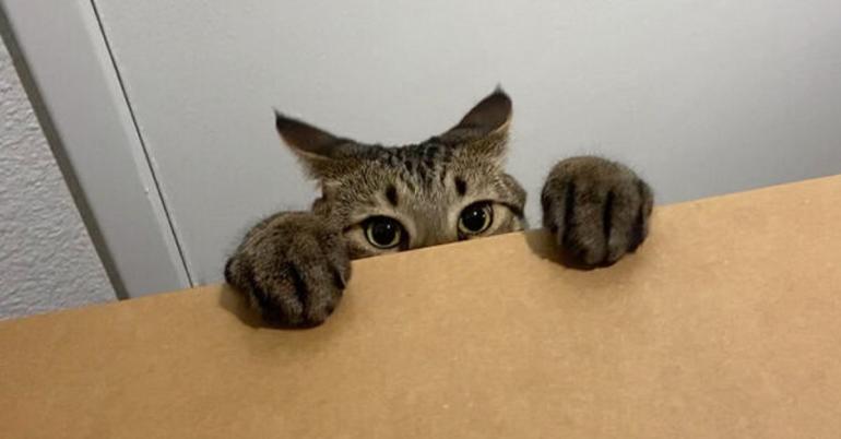 Saturday Is Purrfect for Cats (34 Photos)