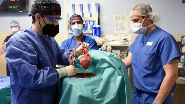 In 1st, US surgeons transplant pig heart into human patient