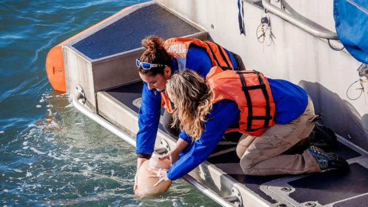 Ashes of Winter the movie star dolphin released into Gulf