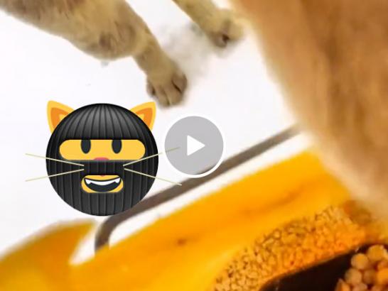 POV look from a literal cat burglar’s food heist (Video)
