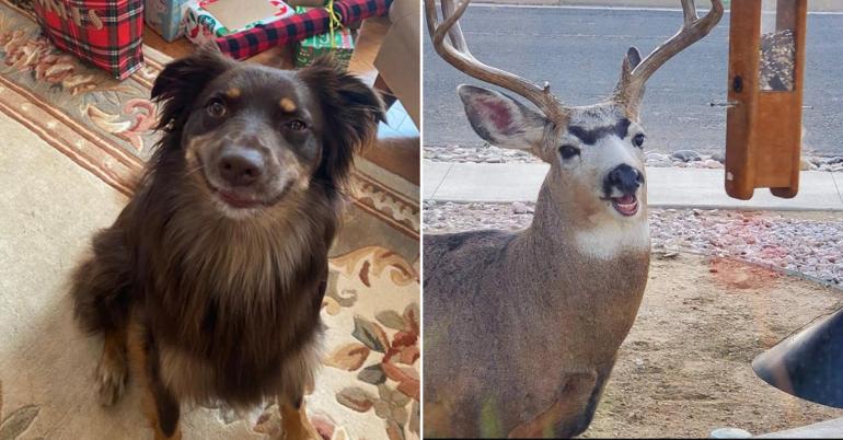 Derps that are as diverse as the animal kingdom itself (30 Photos)