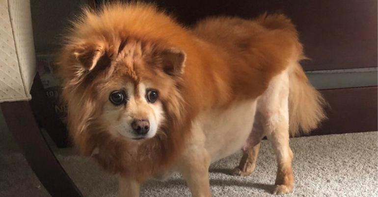 Did Mutt Cutts give these pets their recent haircuts? (30 Photos)