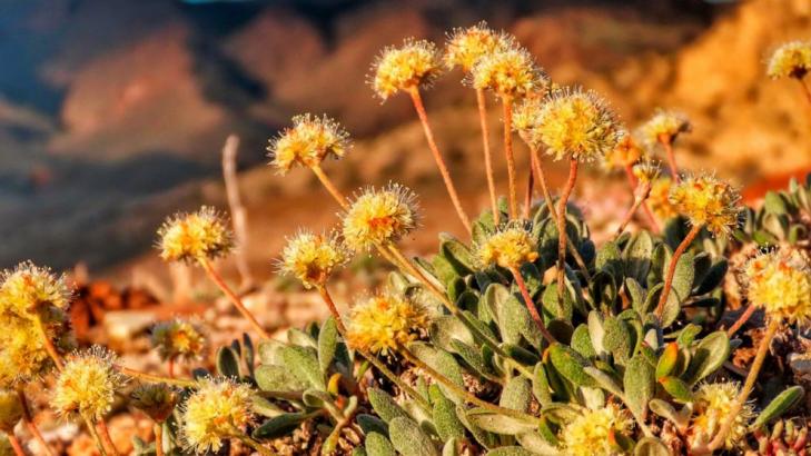 US backs rare flower habitat amid Nevada lithium mine fight