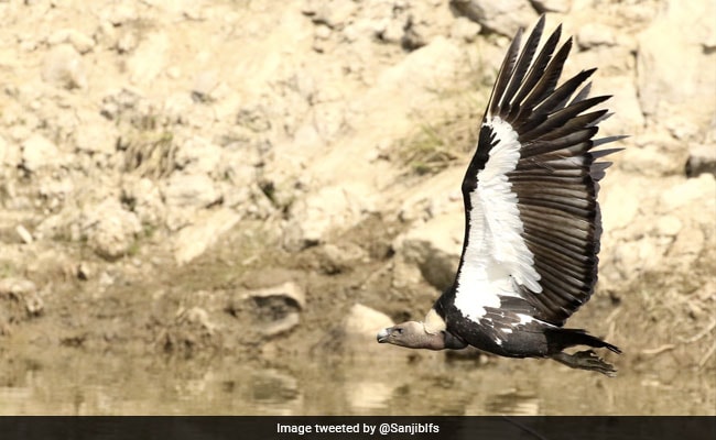 Tripura Plans To Breed Endangered Vultures