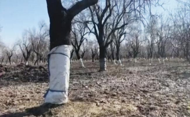 Porcupine Invasion In Kashmir Apple Orchards. Thousands Of Trees Damaged