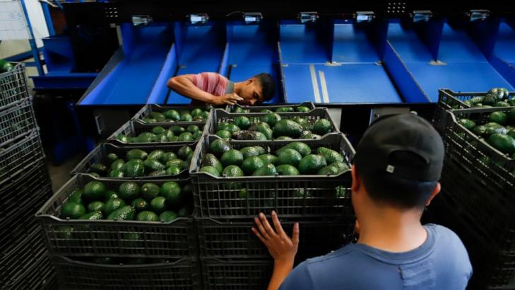 Experts see avocado price rise, damage to Mexican producers