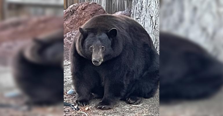 500-pound Hank the Tank has broken into 28 California homes for pizza