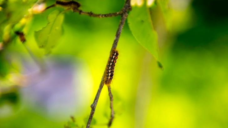 Rash-causing moth spreading due to warming, scientists find