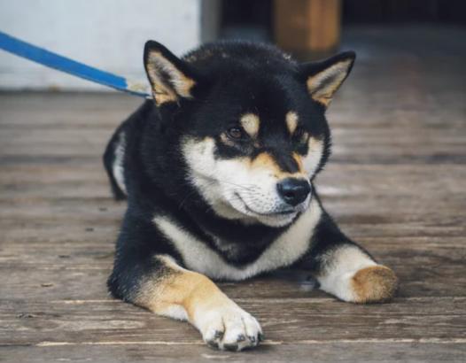 Why Whales Push Shiba Inu Transactions To Record Highs, While Nearly 2M Hold SHIB