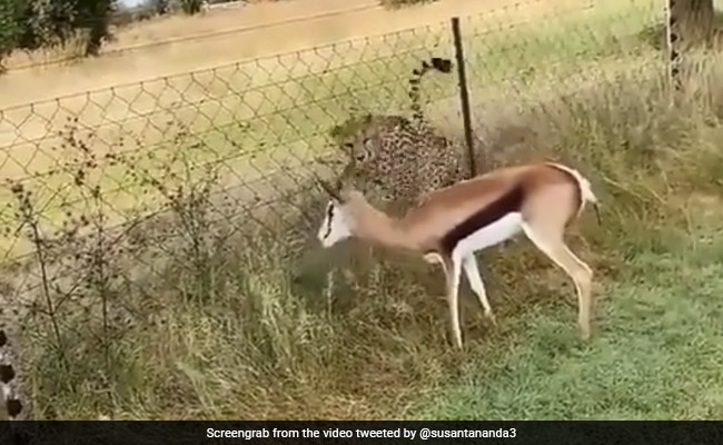 Video Captures Moment When Cheetah Attacked A Deer. But There's A Twist