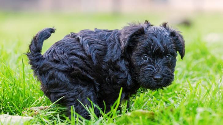 The Color of Dog Poop, and 9 Other Things That Changed Without You Noticing