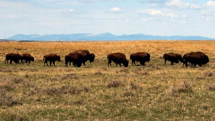 US approves bison grazing on Montana prairie amid criticism