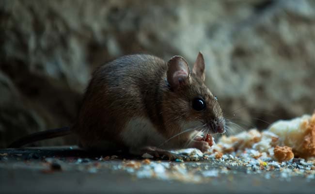 Patient In Telangana Hospital Unconscious, Put On Ventilation After Rat Bites