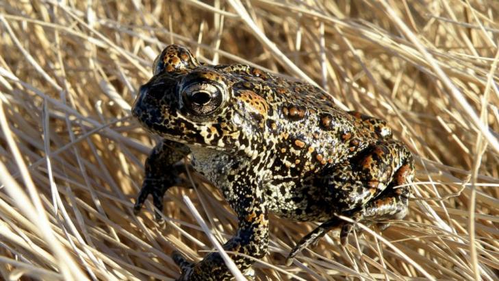 Nevada toad declared endangered at site of geothermal plant