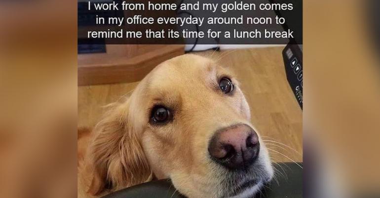 Sit and stay while I load up your bowl with these grade-A premium Dog Memes (32 photos)