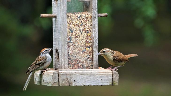 Why You Need to Put Away Your Bird Feeders and Baths Right Now