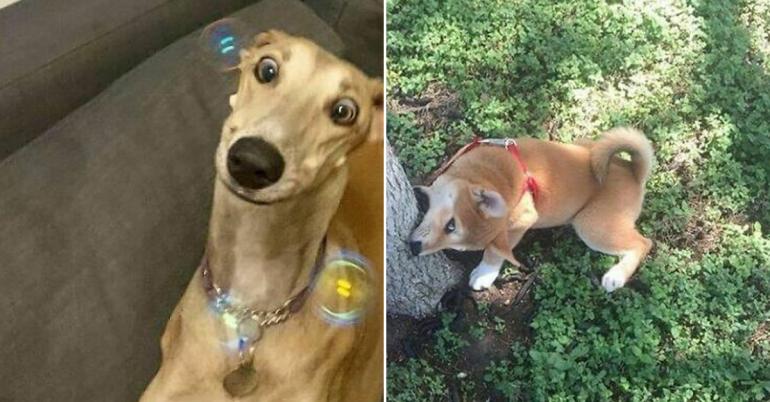 Dogs that might have a screw loose, but that only makes us love them more (32 Photos)