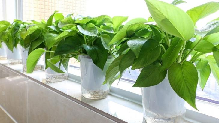 The 7 Deadly Sins of Owning Houseplants