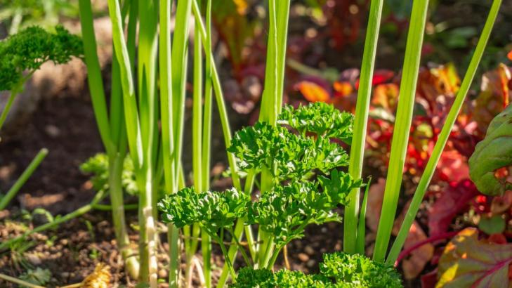 Use 'Companion Planting' to Grow a More Fruitful Garden