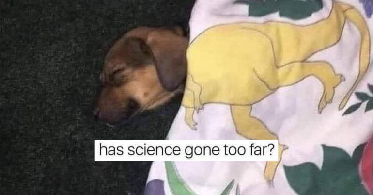 Ruff week? Dog memes will make that all better (36 Photos)