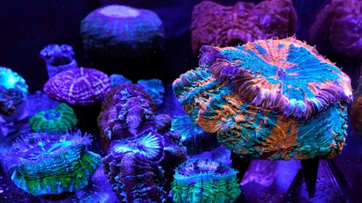 Coral reefs provide stunning images of a world under assault