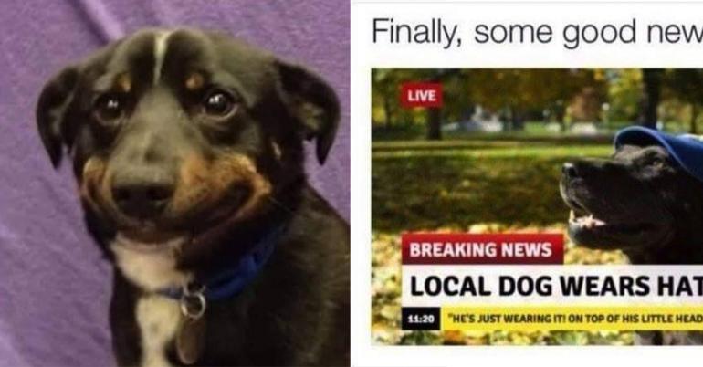 Dog memes that even cat people would laugh at (34 Photos)