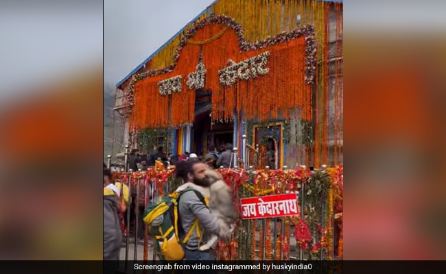 "Why This Drama?" Says Man Charged For Taking Pet Husky To Kedarnath