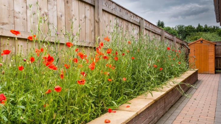 How to Grow a Wildflower Garden From Seed (and Why You Should)