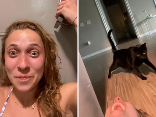 Cat unlocks the door, so I guess they’re not all little a**holes (Video)