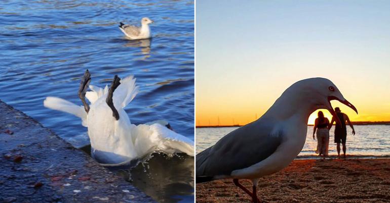 Birds make every picture better, it’s science (25 Photos)