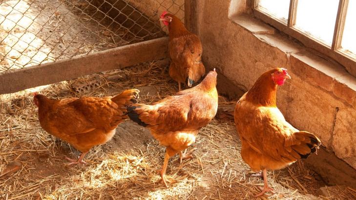 How to Raise Chickens Even If You Live in a City