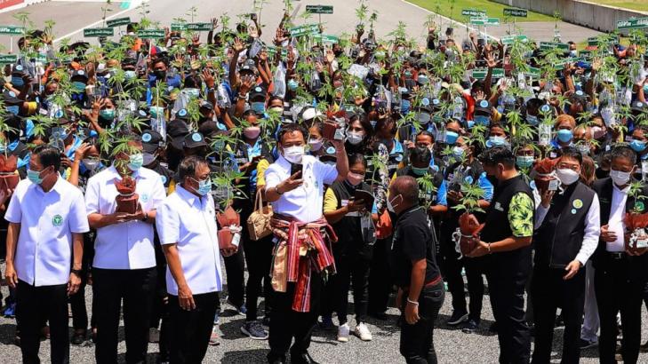 Plant giveaway promotes Thailand's medical marijuana sector