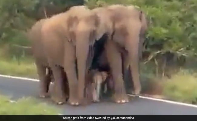 Watch: Herd Of Elephants Providing "Z+++" Security To Calf Wins Internet