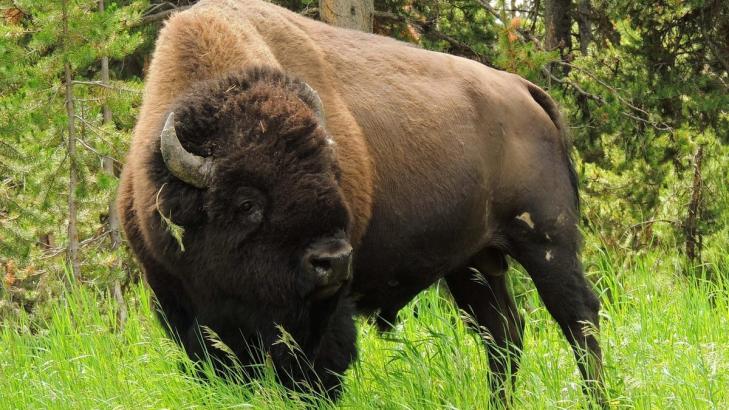 Don’t React to a Bison the Way You Would a Bear