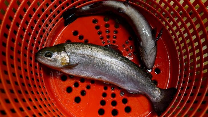 Despite potential, Midwestern farms struggle to market fish