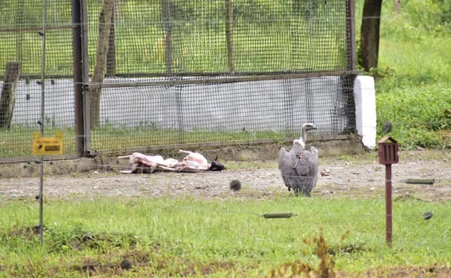 10 Captive-Bred Vultures Of Critically Endangered Species Released In Bengal