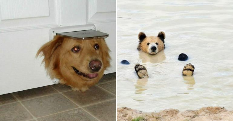 These animals are living the good life in the goofiest way possible (30 Photos)