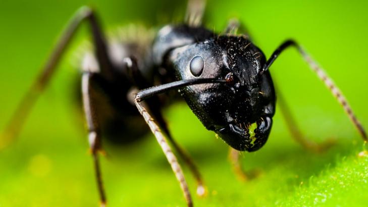 How to Find an Ant Nest