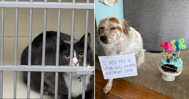 Congratulations to these animals for entering The Hall of Shame (30 Photos)