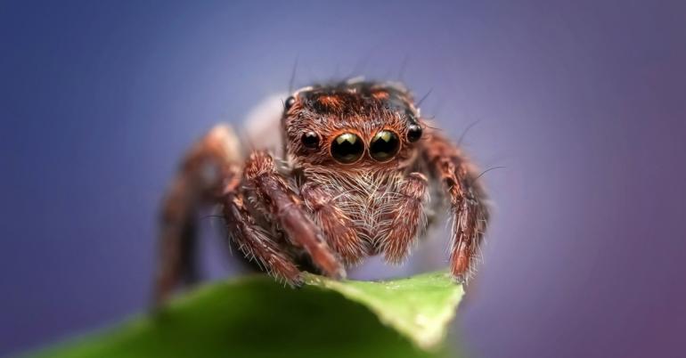 Spiders may sleep and dream similar to humans (5 Photos)