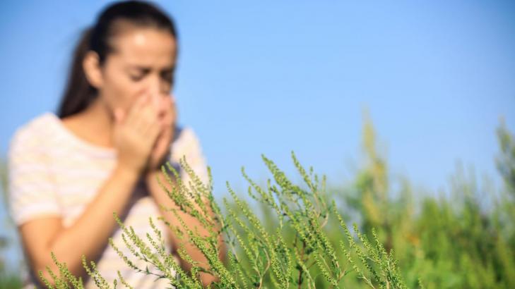 How to Handle Ragweed Season