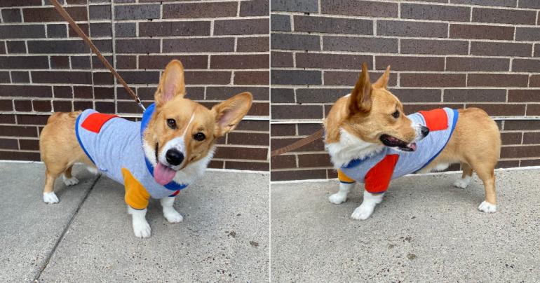 Your Dog Needs This $12 Hoodie For Fall