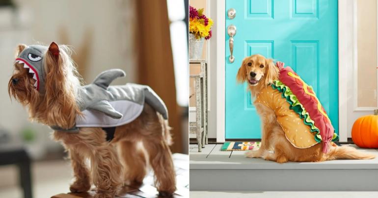 10 Halloween Costumes For Cats and Dogs That Will Make You LOL