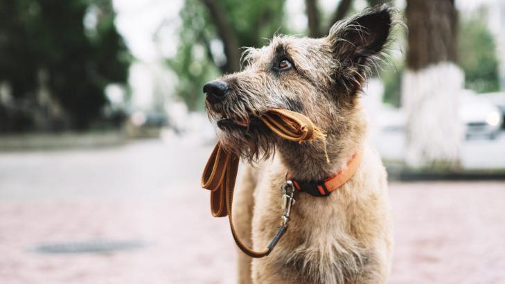 Do This Now in Case You Are Separated From Your Pet After a Disaster