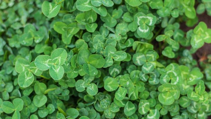 Plant These Winter Cover Crops Now for Better Soil in the Spring