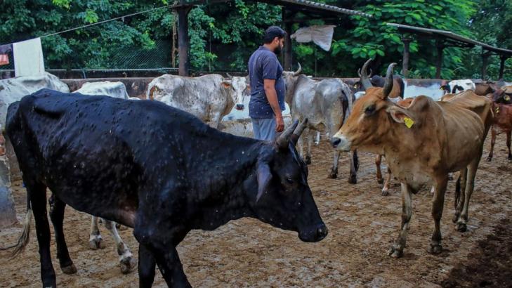 Virus kills 100,000 cattle in India, threatens livelihoods