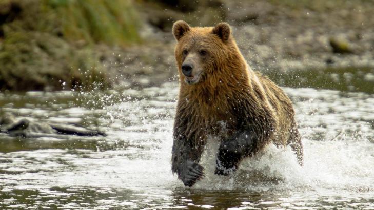 10 Bear Facts You Need for Fat Bear Week